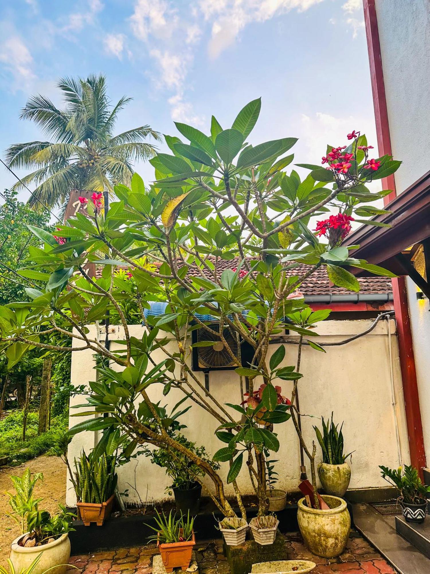 Hotel New Panda House à Galle Extérieur photo